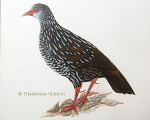 Ceylon Spufowl