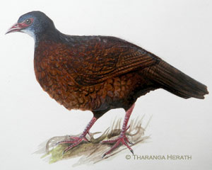 Ceylon Spurfowl female