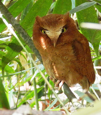 Serendib Scops Owl