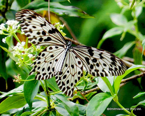 Ceylon Tree Nymph