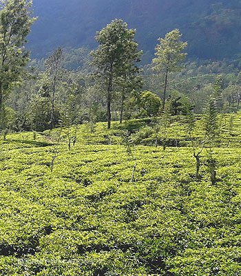 ceylon tea