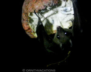 Batwatching in Sri Lanka