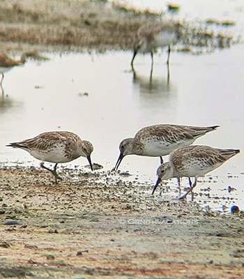great knot