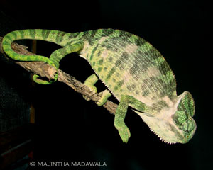 Indian Chameleon