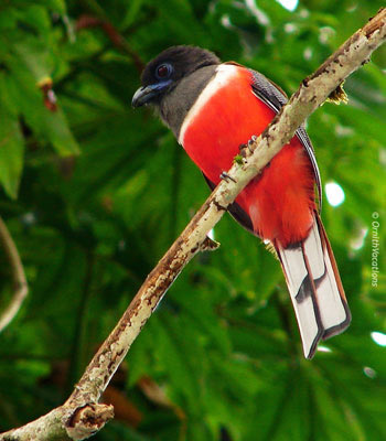 Malabar Trogon
