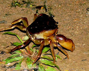 freshwater crab