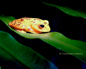 Frog tours